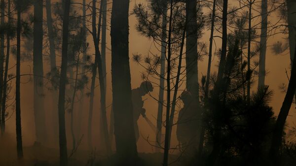 Un incendio forestal (imagen referencial) - Sputnik Mundo