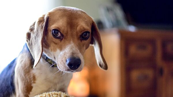 Un perro de la raza beagle (imagen referencial) - Sputnik Mundo