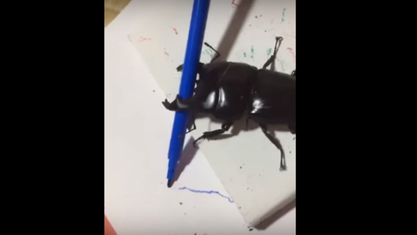 Escarabajo 'artista' - Sputnik Mundo