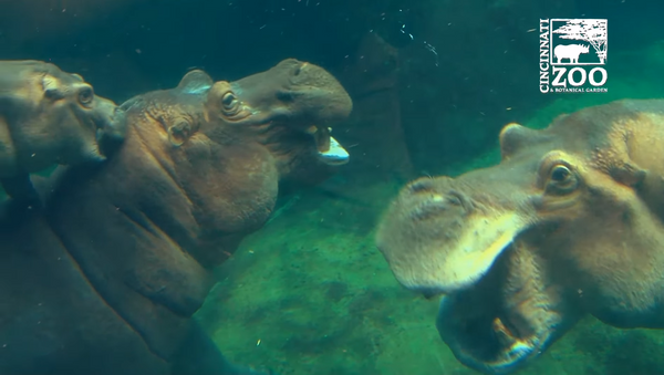 Los hipopótamos del zoo de Cincinnati - Sputnik Mundo