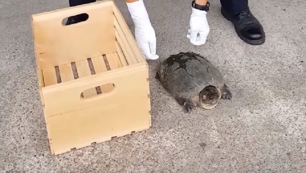 ¡Quita tus manos de mí! Una tortuga ninja se enfrenta a un policía - Sputnik Mundo