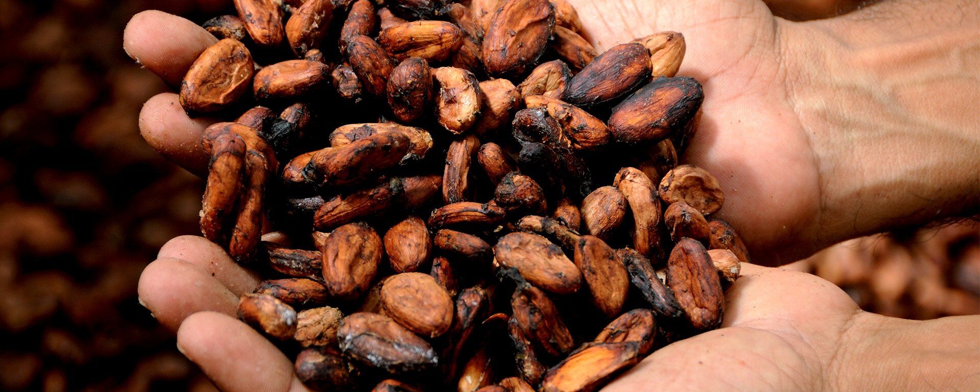 Cacao (imagen referencial) - Sputnik Mundo, 1920, 23.11.2022