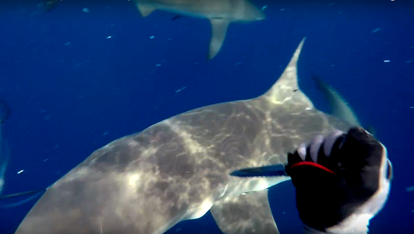 ¡No toquéis mi atún! Un submarinista se defiende a cuchilladas de dos tiburones - Sputnik Mundo
