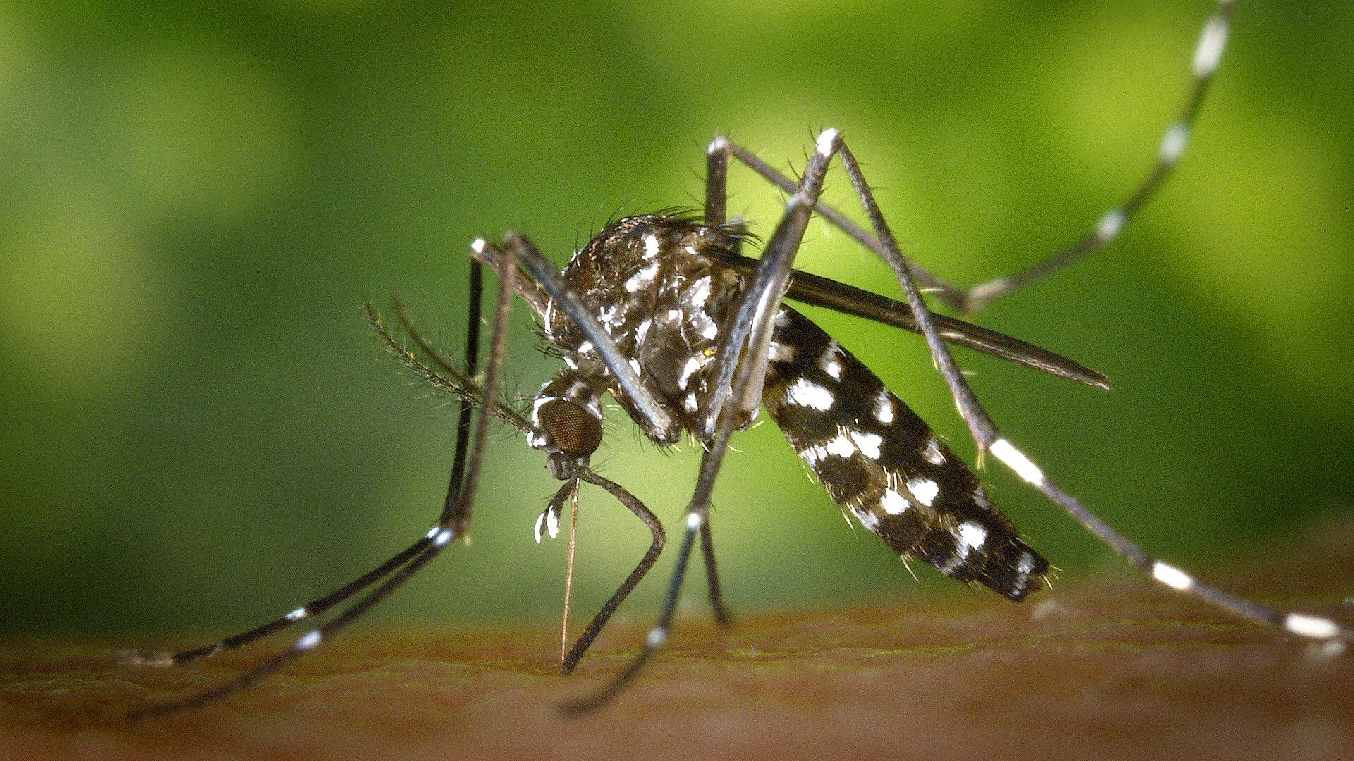 Un mosquito (imagen referencial) - Sputnik Mundo, 1920, 08.06.2022