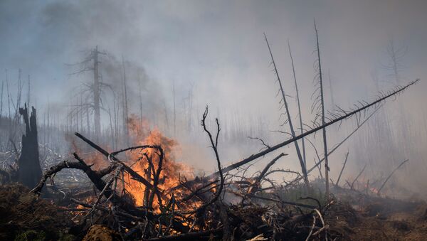 Incendios forestales en el Lejano Oriente ruso (archivo) - Sputnik Mundo