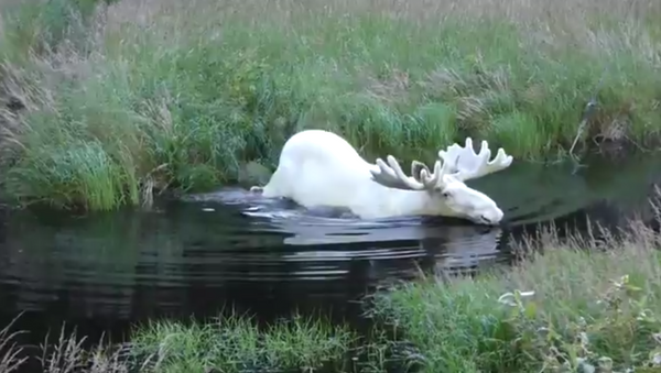 Como salido de un cuento de hadas: graban a un alce albino en Suecia - Sputnik Mundo
