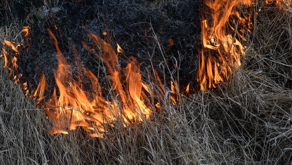 Incendios forestales en el Lejano Oriente ruso (archivo) - Sputnik Mundo