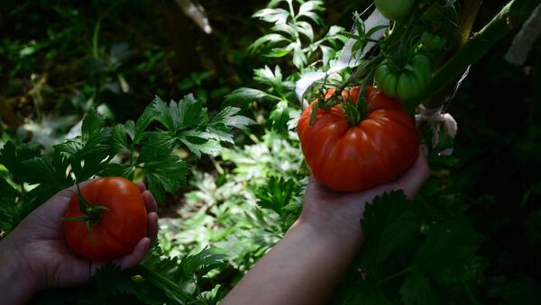 Cultivo de tomates en invernaderos de la región de Moscú - Sputnik Mundo