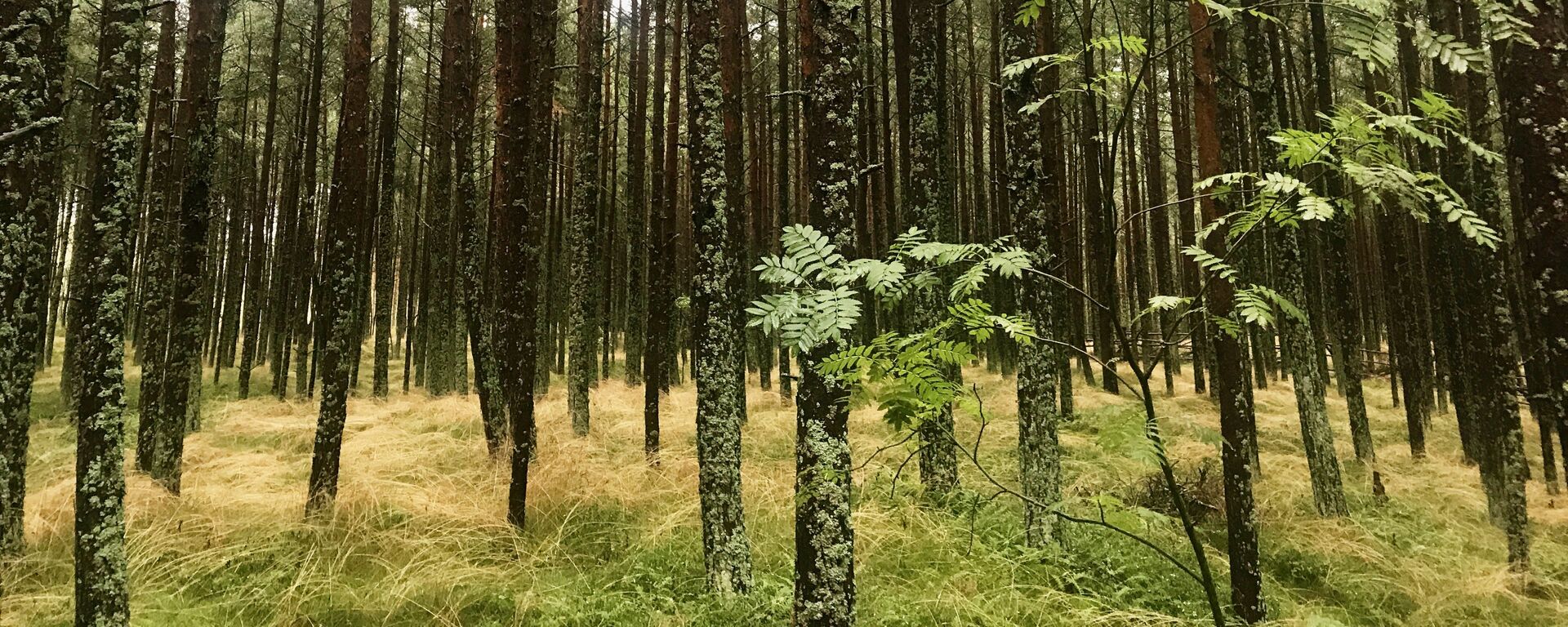 Los bosques del Parque Natural del Istmo de Curlandia son Patrimonio de la Unesco - Sputnik Mundo, 1920, 16.03.2021