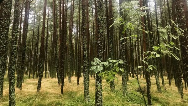 Los bosques del Parque Natural del Istmo de Curlandia son Patrimonio de la Unesco - Sputnik Mundo
