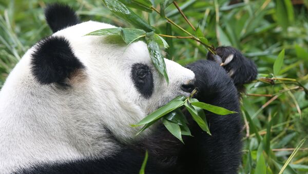 Un oso panda (imagen referencial) - Sputnik Mundo