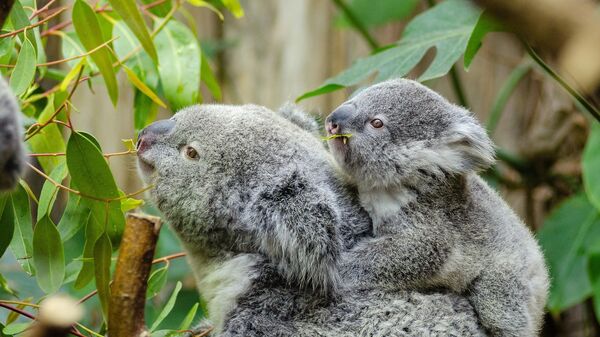 Un koala y su cría - Sputnik Mundo