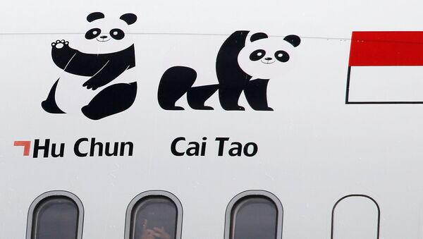 Las imagenes de los pandas chinos Hu Chun y Cai Tao, entregadas a Indonesia - Sputnik Mundo