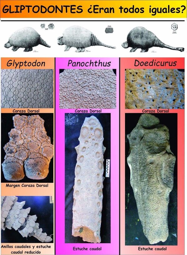 Gliptodontes Gliptodontes - Sputnik Mundo