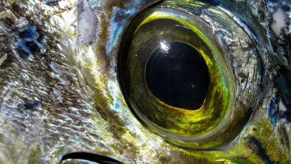 El ojo de un pez - Sputnik Mundo