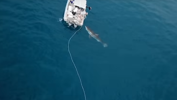 Un tiburón acosa a unos pescadores australianos - Sputnik Mundo