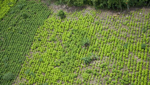 Una plantación de coca en Colombia - Sputnik Mundo