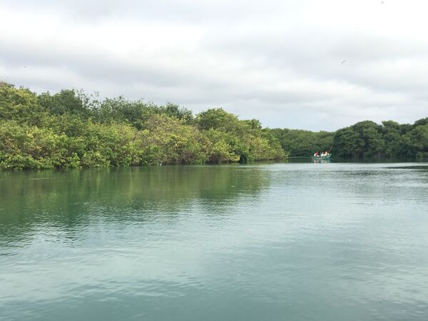  Vista desde la embarcación hacia el manglar La Boca que alberga a cientos de aves, en Manabí. - Sputnik Mundo