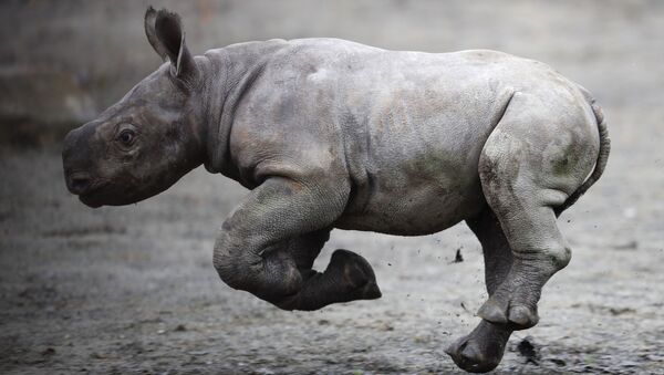 Una cría de rinoceronte (imagen referencial) - Sputnik Mundo