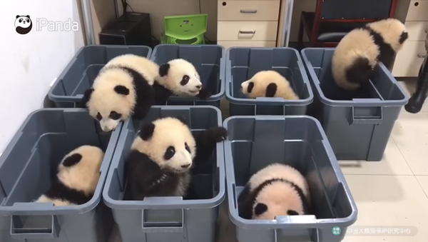 Crías de oso panda intentan escapar - Sputnik Mundo