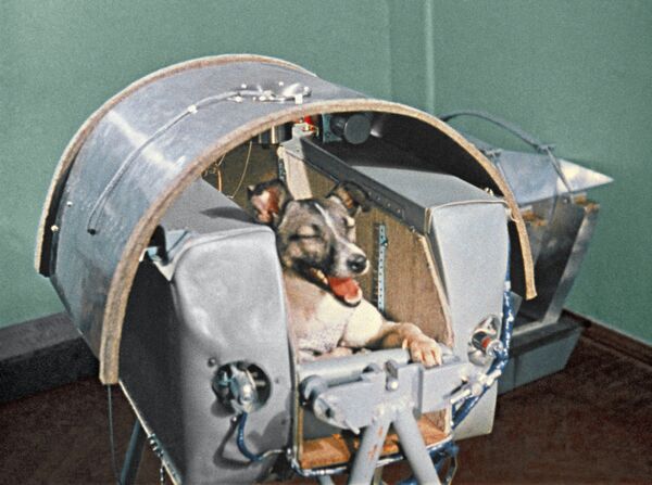 Laika, perra cosmonauta Laika, perra cosmonauta - Sputnik Mundo