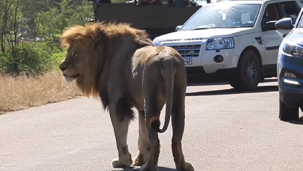 Un león ataca a un grupo de turistas para… ¿impresionar a una hembra? - Sputnik Mundo