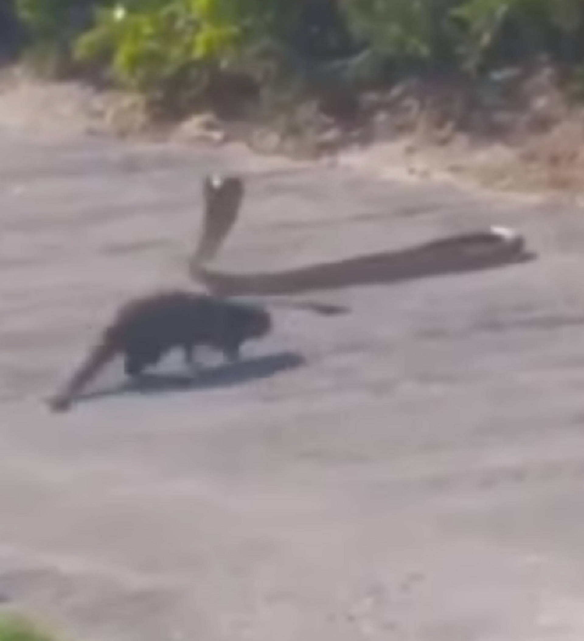 Mangosta vs. cobra ¿quién ganará la batalla? 11.11.2017, Sputnik Mundo