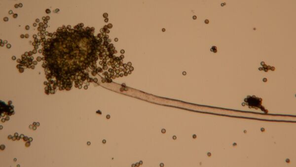 Un hongo bajo microscopio - Sputnik Mundo