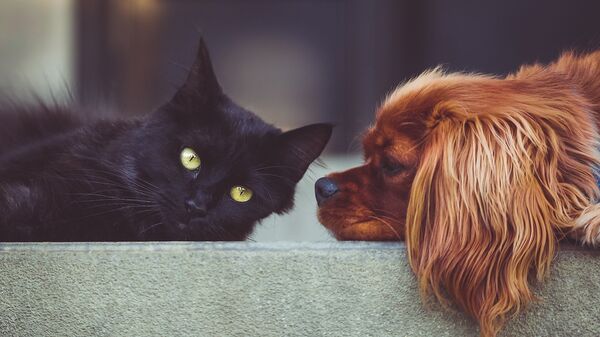 Un gato y un perro (imagen referencial) - Sputnik Mundo