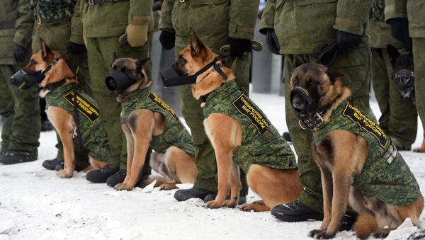 Perros de la Policía rusa (Archivo) - Sputnik Mundo