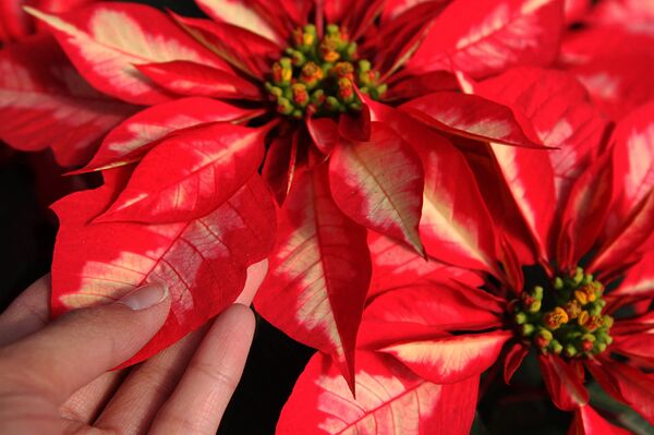 Flor de Nochebuena, un regalo de México para el mundo (fotos) ,  Sputnik Mundo