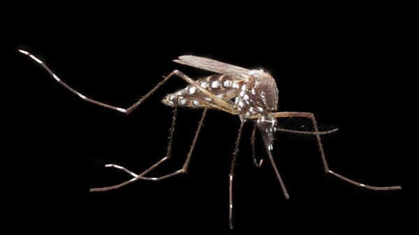 Aedes aegypti, el mosquito de la fiebre amarilla - Sputnik Mundo
