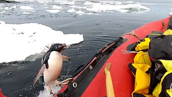 Un pingüinito toma al asalto una lancha de investigación australiana - Sputnik Mundo
