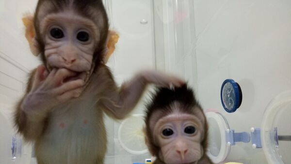 Monos cloneados, Shanghái, China - Sputnik Mundo