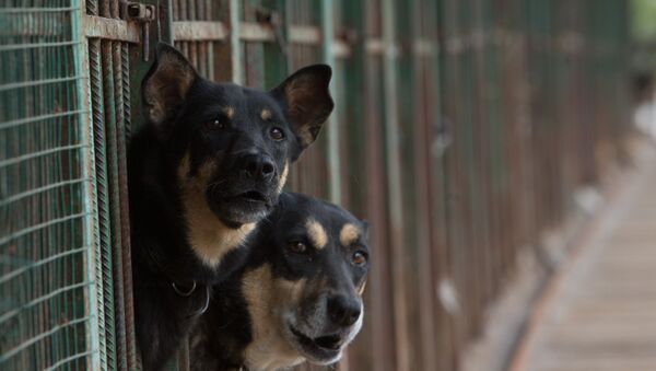 Un refugio de perros en Moscú - Sputnik Mundo