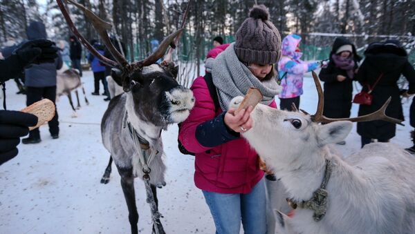 Los saami de Rusia: la vida de un pueblo único a través de las imágenes - Sputnik Mundo