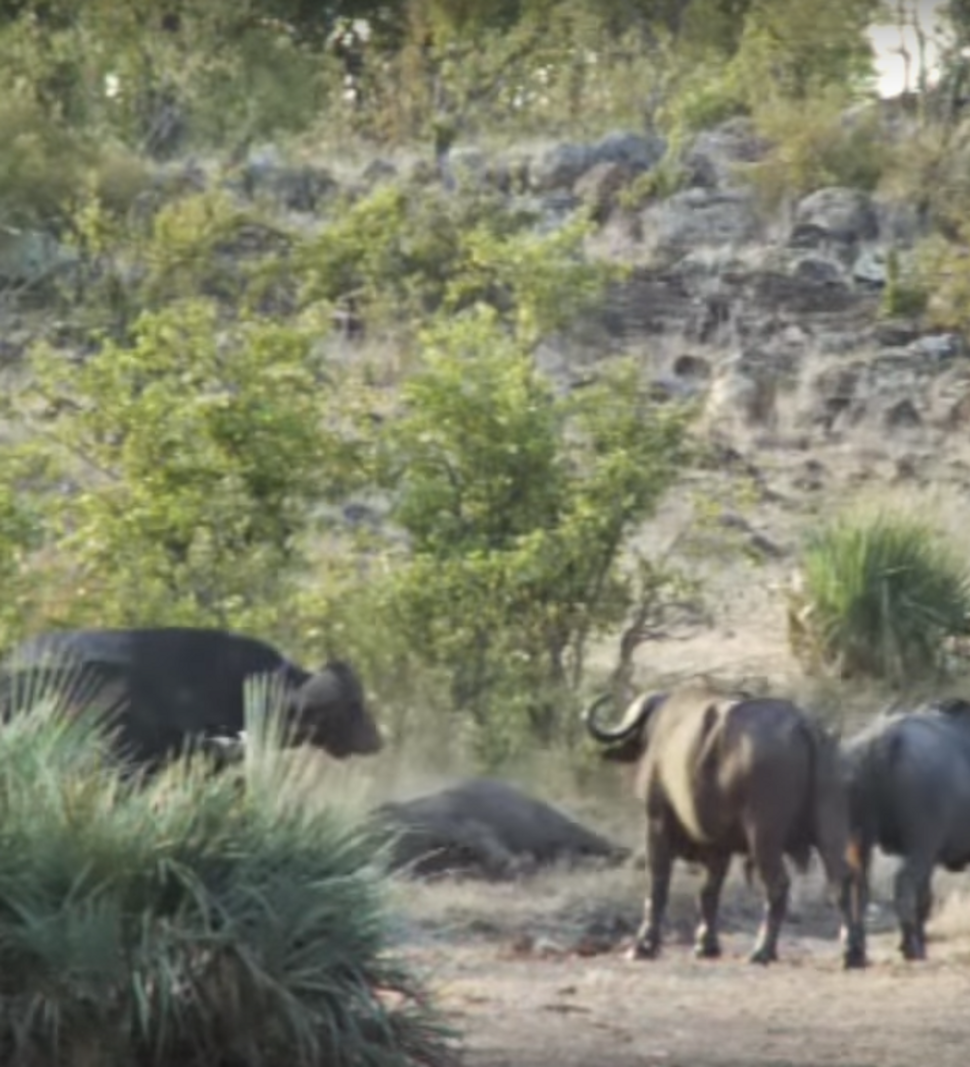 Dos búfalos salvan a una cría de elefante de un ataque de leones -  , Sputnik Mundo