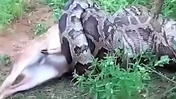 Una enorme pitón se traga un ciervo en Sri Lanka ante los atónitos ojos de los turistas - Sputnik Mundo
