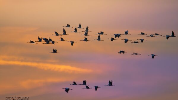 Migración de las aves (imagen referencial) - Sputnik Mundo