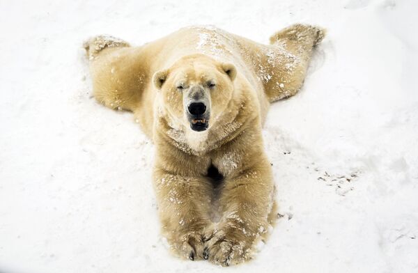 Víctor el oso polar juega con la nieve en el Yorkshire Wildlife Park del Reino Unido. - Sputnik Mundo