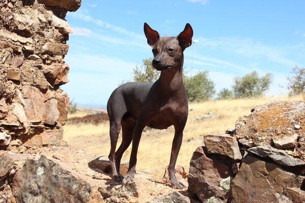 Perro sin pelo del Perú, también denominado viringo o calat Perro sin pelo del Perú, también denominado viringo o calat - Sputnik Mundo
