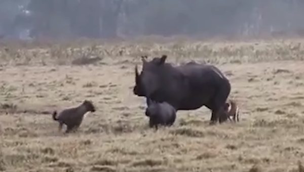 Una rinoceronta protege a sus crías de hienas hambrientas - Sputnik Mundo