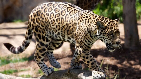 Un leopardo, foto de archivo - Sputnik Mundo