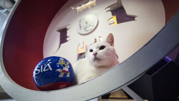 El gato Aquiles - Sputnik Mundo