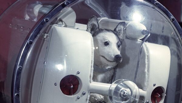 Laika, perra cosmonauta, imagen referencial - Sputnik Mundo