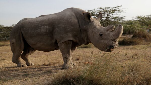 Sudán, el último ejemplar macho de rinoceronte blanco del norte (archivo) - Sputnik Mundo