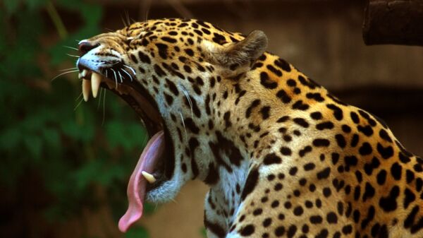 Un jaguar (imagen referencial) - Sputnik Mundo