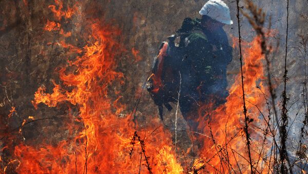 Incendio en los bosques del Lejano Oriente de Rusia - Sputnik Mundo