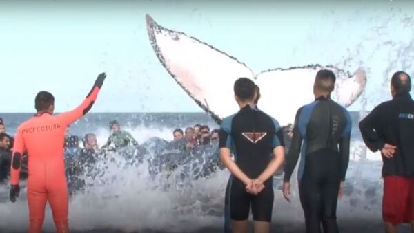 Logran rescatar a una ballena varada en Argentina - Sputnik Mundo