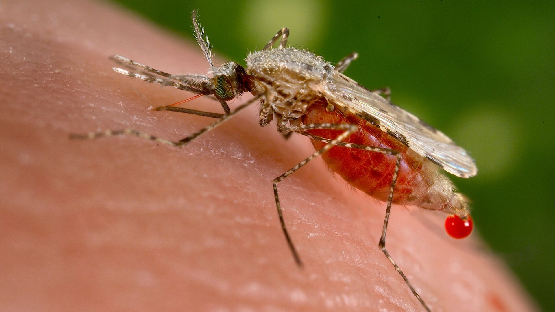 El mosquito Anopheles stephensi es el responsable de trasmitir la malaria a los humanos - Sputnik Mundo, 1920, 24.04.2021